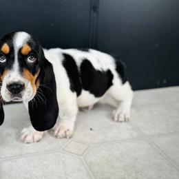 Basset Hound Puppies from Central Kentucky Basset Hounds