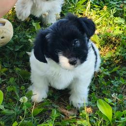 KB Parti Girl 2 - Heart - Parti female Yorkshire Terrier puppy in Owenton, Kentucky from Robertson's Dream Ranch Aussies & Yorkies
