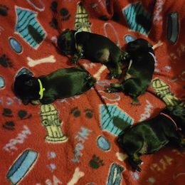 Miniature Schnauzer Puppies from Starbound Miniture Schnauzer's