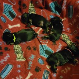 Miniature Schnauzer Puppies from Starbound Miniture Schnauzer's