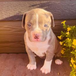Girl 1 - Blue female American Pit Bull Terrier puppy in Tenino, Washington from West Winds American Pit Bull Terriers