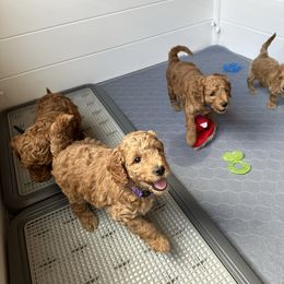 Goldendoodle Puppies from Doodle Paws Az