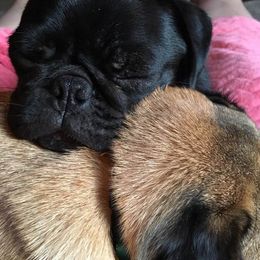 Pugs from Ballantyne Pugs