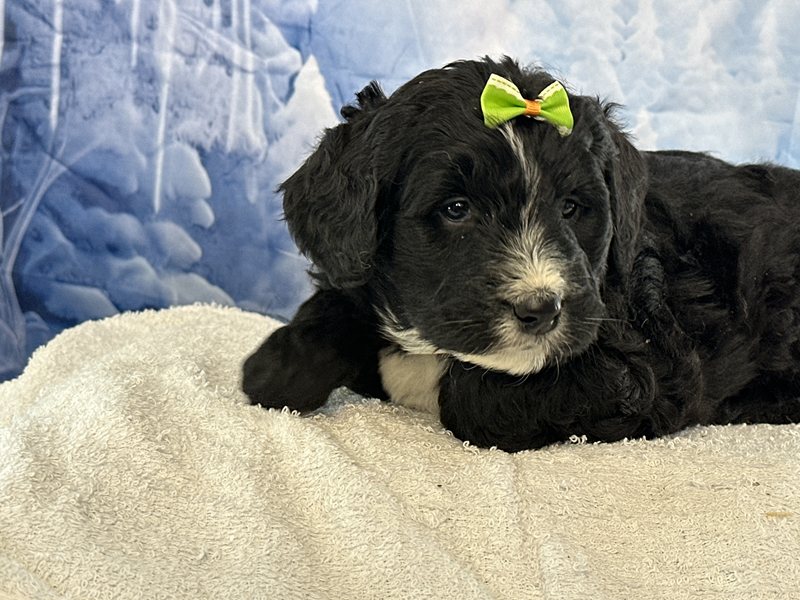 Blossom - Black and white female Bernedoodle puppy in Owenton, Kentucky from Elagant Acres