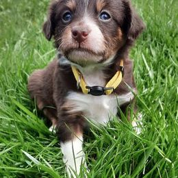 Aussiedoodle Puppies from DuWoof