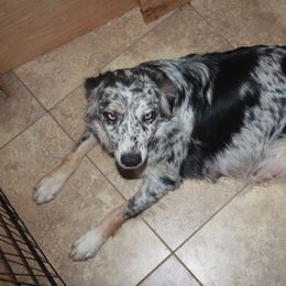 PIPER - Australian Shepherd