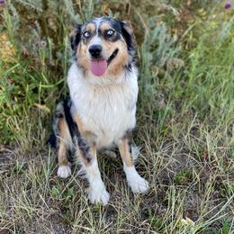 Holly - Australian Shepherd