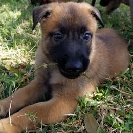 Belgian Malinois Puppies from Heavenly Firefly Belgian Malinois