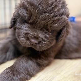 Blue boy - Brown male Newfoundland puppy in Pottstown, Pennsylvania from Latin of Course Newfoundlands