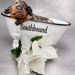 Stormy - Dapple male Dachshund puppy in Leoma, Tennessee from Southbound Kennel
