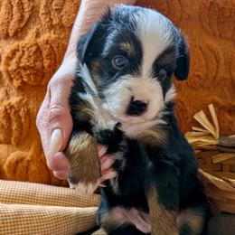 Loretta - Black tri female Toy Australian Shepherd puppy in Covington, Louisiana from Corner Oak Aussies