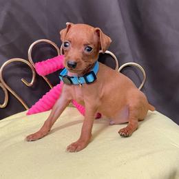 Michael - Stag red male Miniature Pinscher puppy in Lancaster, Missouri from White Stone Ranch