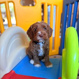 Grey Collar Boy - Red male Australian Labradoodle puppy in Thousand Oaks, California from Lovely Doodle Lane