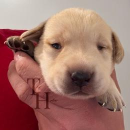 Labrador Retriever Puppies from Tag Hollow