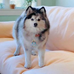 Gucci - Pomsky