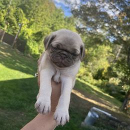 Girl 1 - Fawn female Pug puppy in Belmont, New Hampshire from Crazy Pugs Haven
