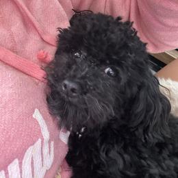 Poodle Puppies from Singing Sands Poodles