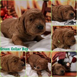 Poodle Puppies from Outlaw Canines