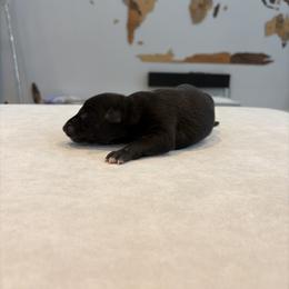 Gravy - Black male Whippet puppy in Fort Myers, Florida from Rainbow Whippets