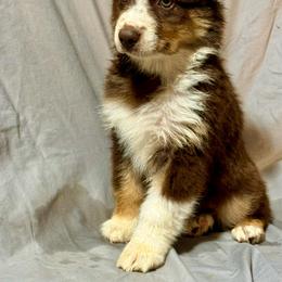 Red tri female - Red tri female Miniature Australian Shepherd puppy in Lemon Cove, California from Magic Ranch Mini Aussies