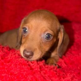 Girl 1 - Red female Dachshund puppy in Cherokee, Oklahoma from Special “K” Dachshunds