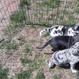 Great Dane Puppies from Waldhaus