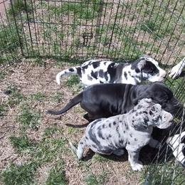Great Dane Puppies from Waldhaus