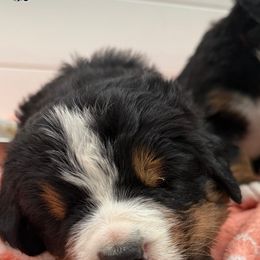 Bernese Mountain Dog Puppies from Country Feels Ranch