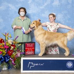 English Setter, Golden Retriever, and Gordon Setter Puppies from Katherine Lirette