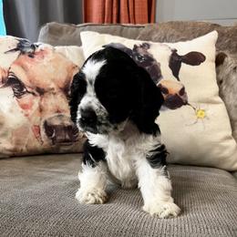 Cocker Spaniel Puppies from Anastasia Knight's Cocker Spaniels