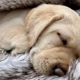 Girl 1 - female Labrador Retriever puppy in Vienna, Virginia from Hunter Mill Retrievers, LLC