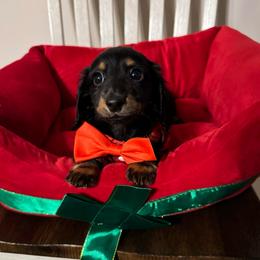 Micky - Black and tan male Dachshund puppy in Magnolia, Texas from J&R Macias Dachshunds