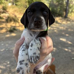 Sequioa - bright green collar - Liver and white female German Shorthaired Pointer puppy in Mokelumne Hill, California from Underhill GSP