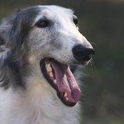 Borzois from Coburn Borzoi's