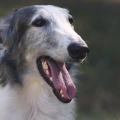 Borzois from Coburn Borzoi's