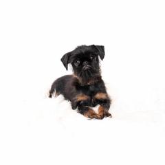Brussels Griffon and Italian Greyhound Puppies from Adornare Kennels