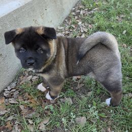 Akita Puppies from Folklore Akitas