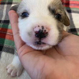 Cardigan Welsh Corgi Puppies from Rockin’ Y Corgis