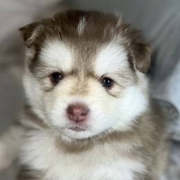 Thumper - Red and white Pomsky puppy in Windermere, Florida from Pomskies of Windermere