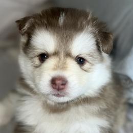 Thumper - Red and white Pomsky puppy in Windermere, Florida from Pomskies of Windermere