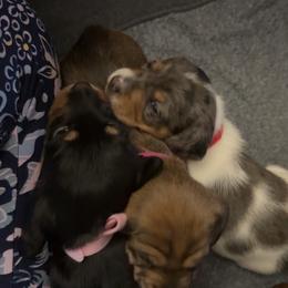 Dachshund Puppies from Alicia's mini dachshund