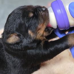 Boy 5 - Black and tan male Rottweiler puppy in Stanton, Kentucky from Vom Hause Alistair