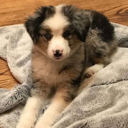 "Dallas (now Chica)" Miniature Australian Shepherd Puppies from Eldorado Ranch Mini Aussies