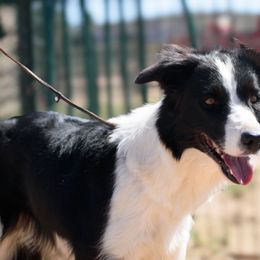 Liberty - Border Collie