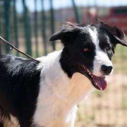 Liberty - Border Collie