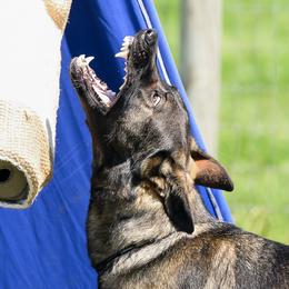 Priya - German Shepherd