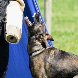Priya - German Shepherd