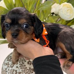 Miso - Tri-color female Cavalier King Charles Spaniel puppy in Yuciapa, California from AlltheDoodlez_