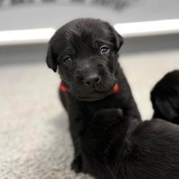 Orange - Black male Labrador Retriever puppy in Derby, Kansas from Wheatland Retrievers
