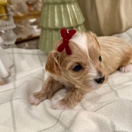 Bailey Matilda - female Cavapoochon puppy in Lucas, Ohio from Apricot Lane Puppy